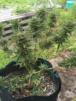 Girl Scout Cookies Auto - картинка 5