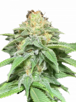 Auto Shkiper Kush - картинка 1