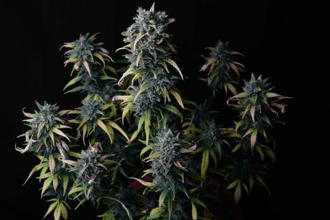 Big Devil #2 Auto - картинка 1