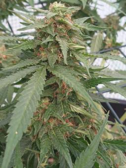 Royal Dwarf Auto - картинка 6