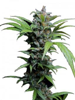 Mimosa Cake Auto - картинка 1