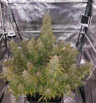 Sour Jealousy Auto - картинка 4