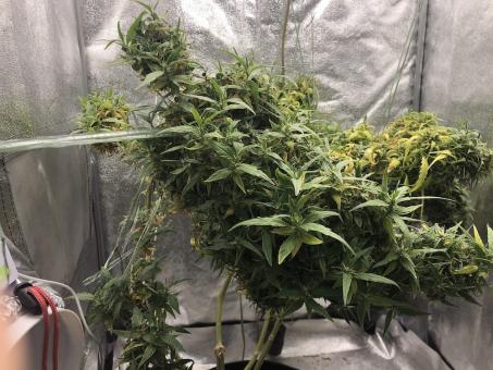 Arjan's Ultra Haze 2 (Mango Haze) - картинка 3