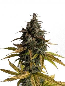 Critical Plus Auto - картинка 1