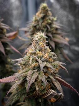 Rainbow Melon - картинка 5