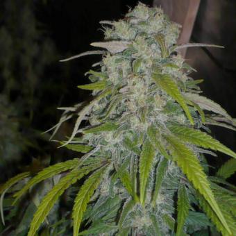 Critical Plus Fast - картинка 2