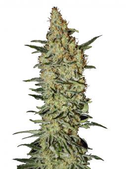 Critical Neville Haze Auto  - картинка 1