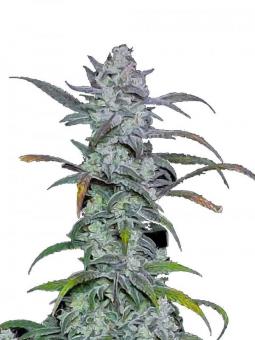 Forbidden Runtz Auto - картинка 1