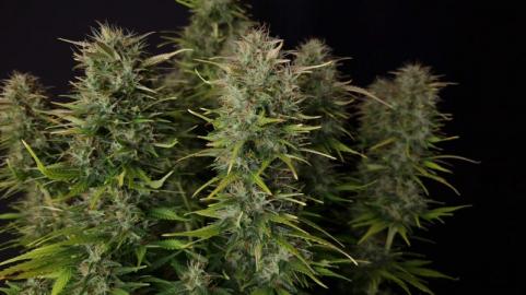 Niagara Auto - картинка 5