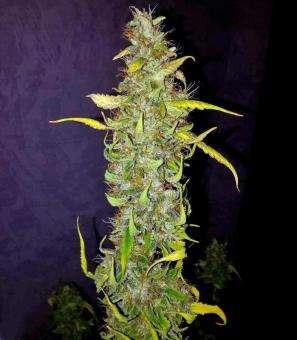 Anubis - картинка 1