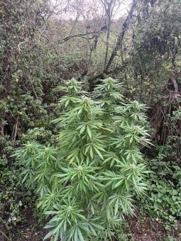 Passion #1 - картинка 3