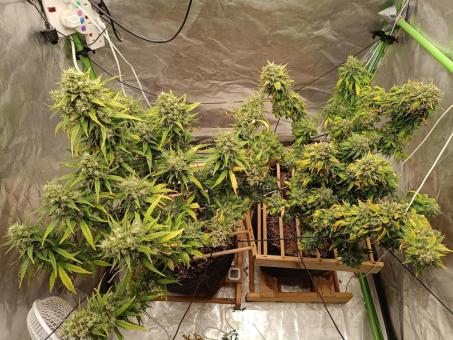 Strawberry Gorilla Auto - картинка 3