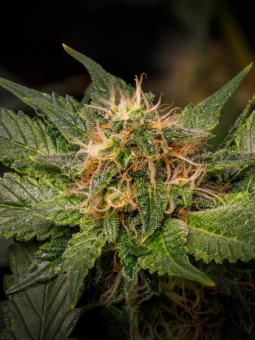 Tropical Tangie - картинка 3