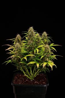 Black Rainbow Auto - картинка 5