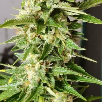 Pandora Auto - картинка 10