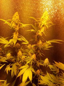Critical genetics fem - картинка 3