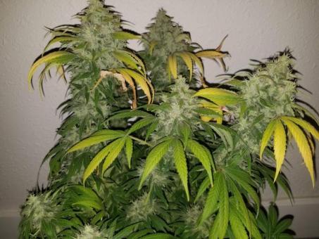 Dutch Dragon - картинка 5