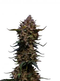 Total Cheese (aka Super Cheese) - картинка 5