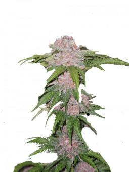 Northern Lights Auto - картинка 1