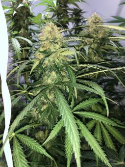 Auto New York City - картинка 2