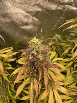 Jet Fuel Mandarine XL Auto - картинка 3