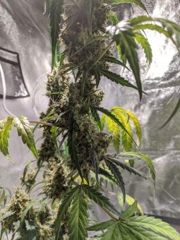 Black Jack Auto - картинка 9