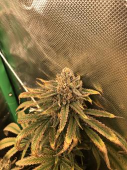 Wendy - картинка 4