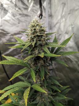 Biscotti Autoflowering - картинка 1