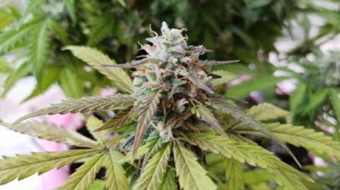 Auto Big Joy genetics - картинка 6