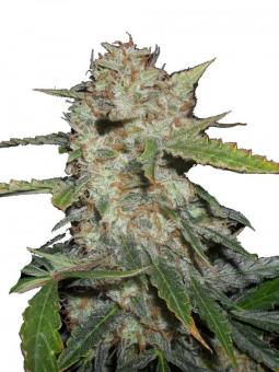 Orange Bud 2.0 - картинка 6