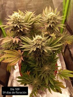 Kukulkán - картинка 4