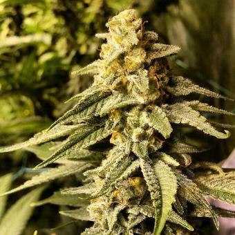 Sweet Amnesia Haze® - картинка 2