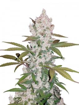 Gorilla Cookies FF - картинка 6