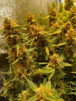 Big Bang - картинка 3