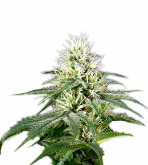 White Rhino - картинка 5