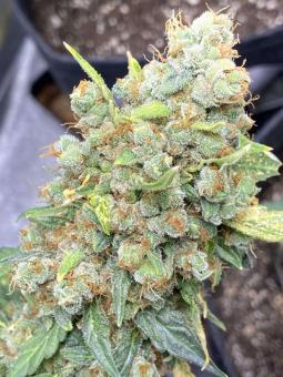 Auto Elephant - картинка 5