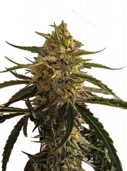 Blue Dream - картинка 7