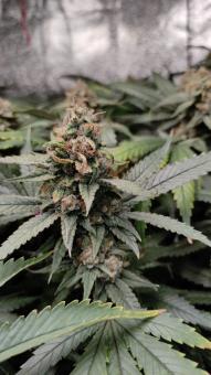 Strawberry Chemdawg OG - картинка 1