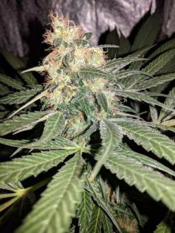 G14 Auto - картинка 4