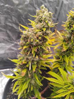 Pure Kush - картинка 2