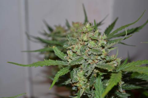 Auto Collection Pack №2 - картинка 1