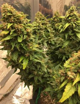 CBD Auto Charlotte's Angel - картинка 3