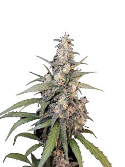 Diesel Fast F1 BX Regular - картинка 1