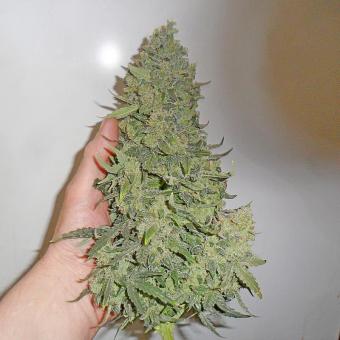 Devotchka Auto - картинка 1