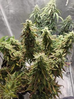 AK74 Fast - картинка 1