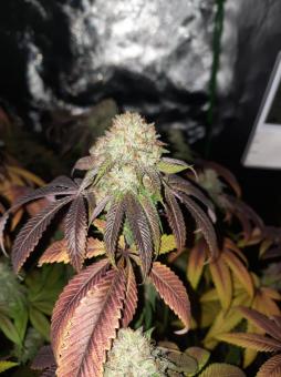 Terp & Tonic - картинка 3