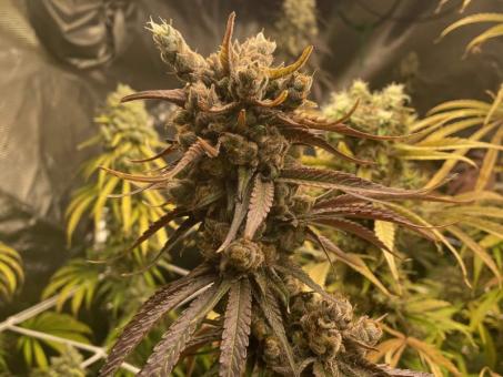 Holy Snow - картинка 2