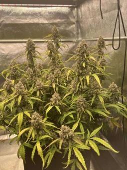 Forbidden Runtz Auto - картинка 2