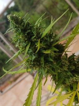 Jet Fuel Mandarine XL Auto - картинка 1