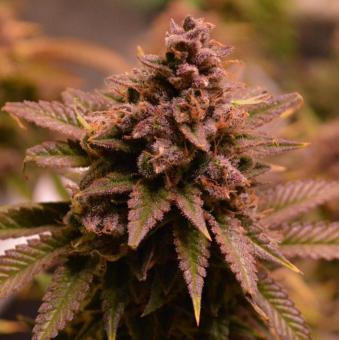 Auto Candy XXL genetics - картинка 4